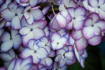Hydrangea Flower Close Up Macro