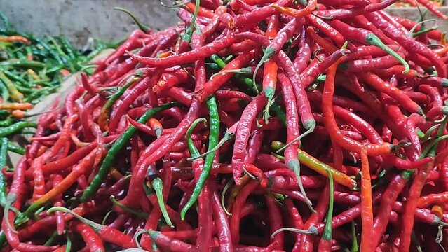 fresh cilli