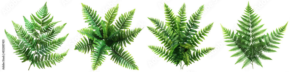 Wall mural plant green fern backgrounds hyperrealistic highly detailed isolated on transparent background png f - Wall murals