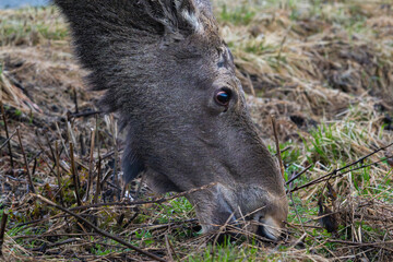 A big cow moose feeding, portrait, eye focus, eye level, high detail