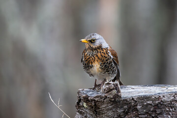Fieldfare on a stump in the forest, eye level, eye focus and high detail