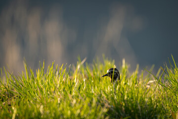 A Golden Plover (Pluvialis apricaria) hiding in grass during sunrise, high detail, eye focus and eye level