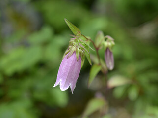 ヤマホタルブクロ