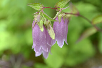 ヤマホタルブクロ