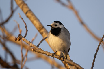 White Wagtail in golden sunlight on a branch, eye level, high detail 