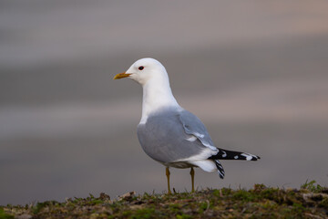 Common gull sitting on grassy ground, high detail eye level, blurry background