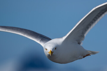 Common Gull in flight in sunlight, high detail, eye level, eye detail, looking towards camera