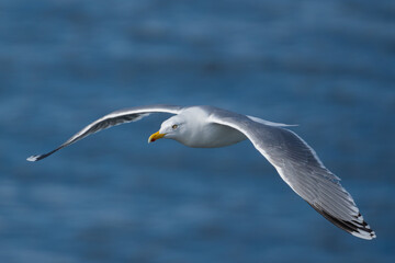 Common Gull in flight high detail eye level, closeup