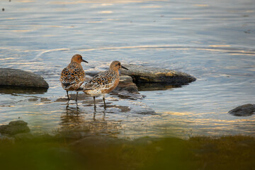 Two Red Knot sitting by the water looking out over the ocean, high detail closeup