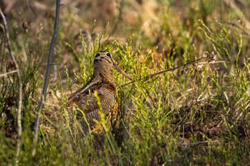 Woodcock in the heather in golden sunlight, high detail eye level