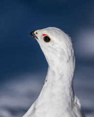 Portrait of Willow Ptarmigan looking over shoulder into camera, high detail, eye focus, eye contact