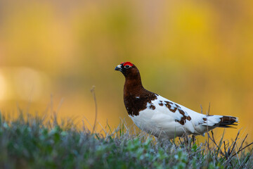 Willow Ptarmigan in spring, halfway between winter and summer plumage, green grass and golden out of focus background