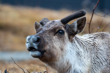 Young reindeer posing for the camera, mouth open, cute portrait, closeup high detail eye focus © Snorre