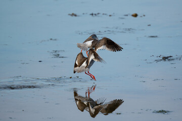 Two common redshanks playing, one trying to mount the other, high detail reflection
