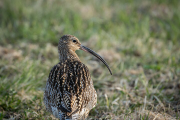 Eurasian Curlew a large wading bird, in grassfield looking behind into the camera, high detail