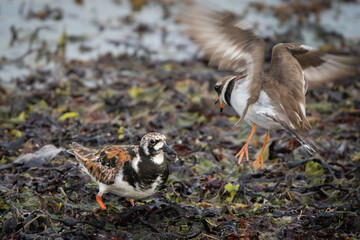 Ruddy turnstone fighting ringed plover at beach, action shott, high detail