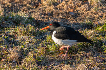 Oystercatcher in grass field, illuminated by early sunlight