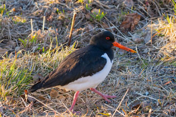 Oystercatcher walking in grass, black and white bird with red eyes and orange beak