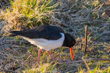 Oystercatcher in grass field, searching for worms, high detail closeup