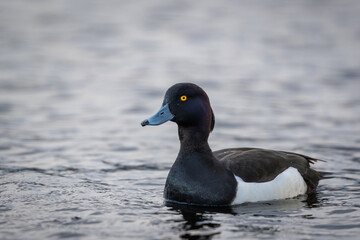 Male Tufted duck swimming, high detail, closeup, eye level and eye focus