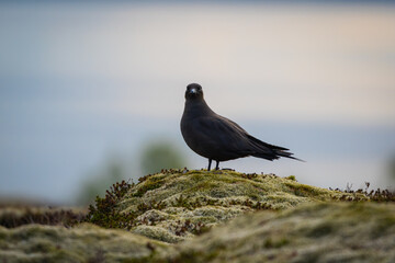 A beautiful dark Arctic skua or parasitic jaeger (Stercorarius parasiticus) sitting atop a green heather hillside, looking straight into camera
