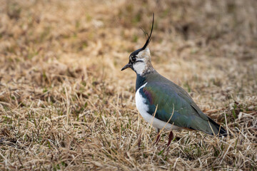 A northern lapwing (Vanellus vanellus) looking for a mate in breeding season, migratory bird