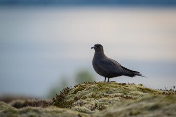 A beautiful dark Arctic skua or parasitic jaeger (Stercorarius parasiticus) sitting atop a green heather hillside looking for prey