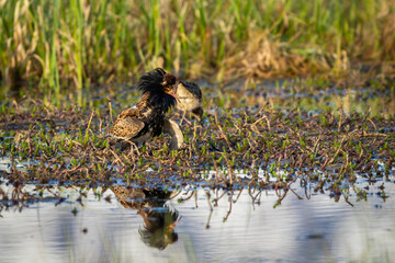 A male Ruff (Calidris pugnax) showing off its breeding plumage as the morning sun rises