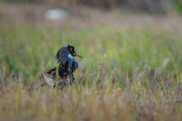 A male Ruff (Calidris pugnax) gazing out searching for a mate in grasslands
