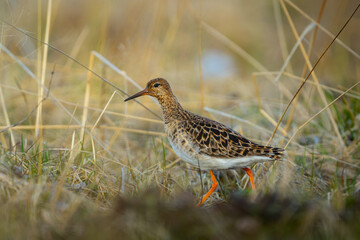 A female Ruff (Calidris pugnax) walking in grasslands