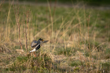 A ruff (Calidris pugnax) taking flight from marshlands, wings up