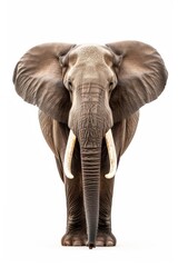 Fototapeta premium the Reindeer or African Elephant with copy space on right Isolated on white background