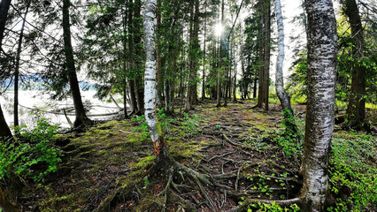 Obraz premium Ein verzauberter Wald am See mit vielen Baumwurzeln mit der untergehenden Sonne