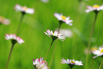 Zarte verschwommene Gänseblümchen in einer grünen Wiese