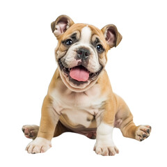 Obraz premium english bulldog puppy