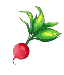 Bright rich radish with green leaves