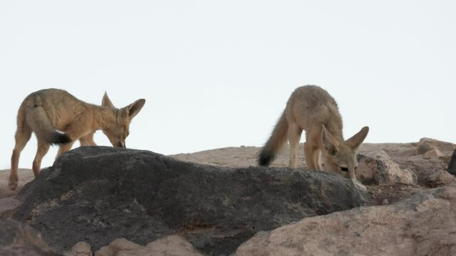 A pair of Kit Fox cubs sniffs around near the den entrance, then begins play fighting while an adult watches over them all nearby and another cub wanders through the scene.
