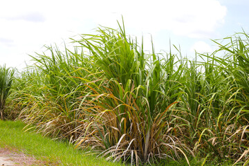 Fototapeta premium Sugar cane fields, Sugarcane plantation