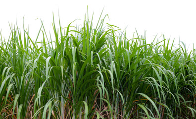 Sugar cane fields, Sugarcane plantation