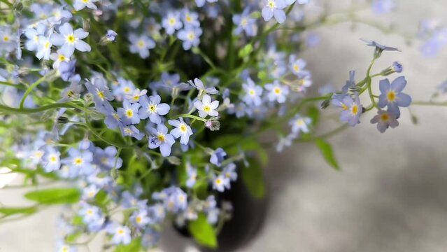 Forget-me-not flowers.Beautiful blue flowers. Spring shade tolerant flowers.Shady flower garden assortment. 4k footage