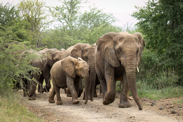 A herd of African elephants including juveniles led by their matriarchal leader, walking down a dirt road surrounded by Acacia trees in a game reserve in South Africa.