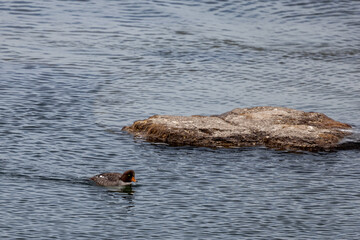 Bird gliding near a rock in water