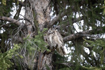 Vigilant owl perched on a tree branch with wide open eyes