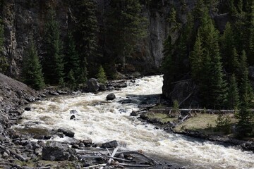 Rushing river with rocks in a forest setting