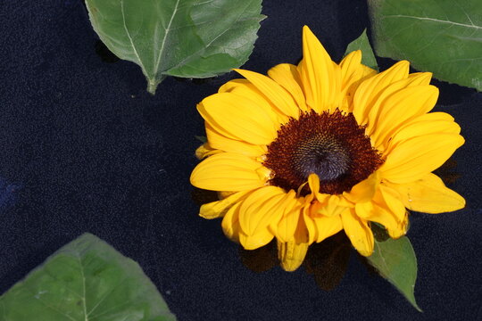 Beautiful photo of Sunflower without a stem floating in a beautiful bowl of water.
