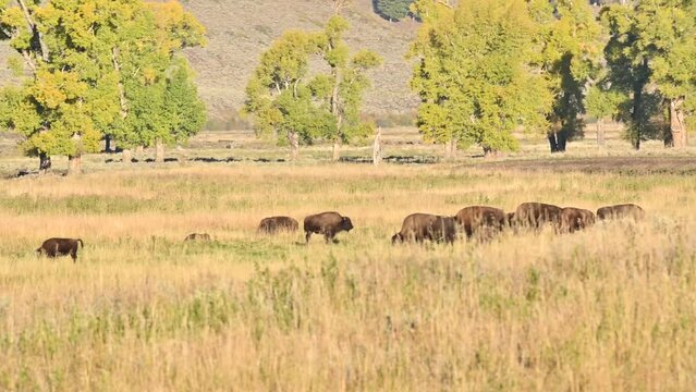 Shot of bisons staning under the sun.