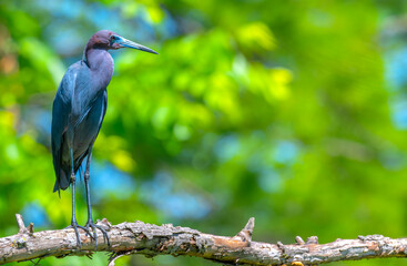 Closeup of a little blue heron.