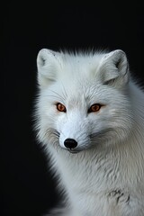 Naklejka premium Mystic portrait of Arctic Fox in studio, copy space on right side, Anger, Menacing, Headshot, Close-up View Isolated on black background