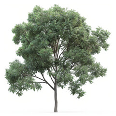 Tall Isolated American Elm Tree