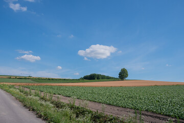 夏の畑作地帯を通る道路
